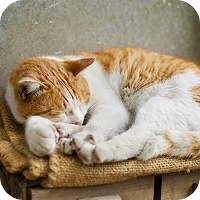 丸くなる猫