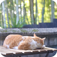 寝ている猫