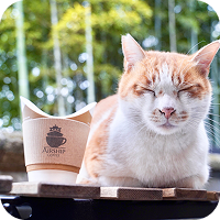 ねことコーヒー
