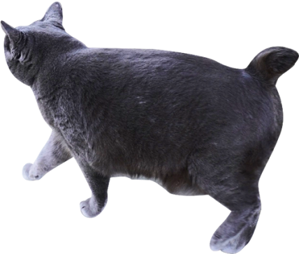 黒色の猫