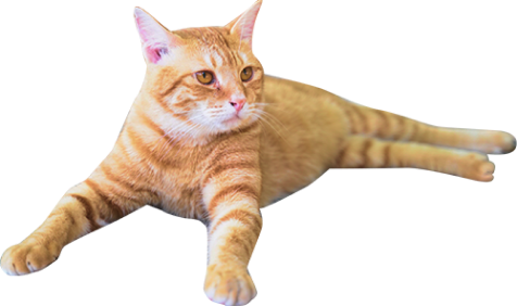 茶色の猫