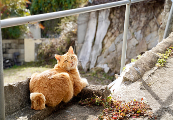 猫のひなたぼっこ